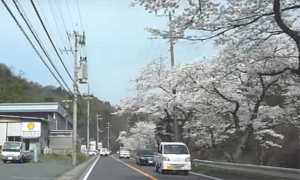 白鳥街道のロータリーの桜