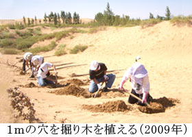 １ｍの穴を掘り木を植える（2009年）